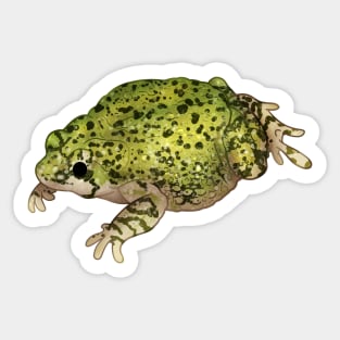 Cozy Western Green Toad Sticker